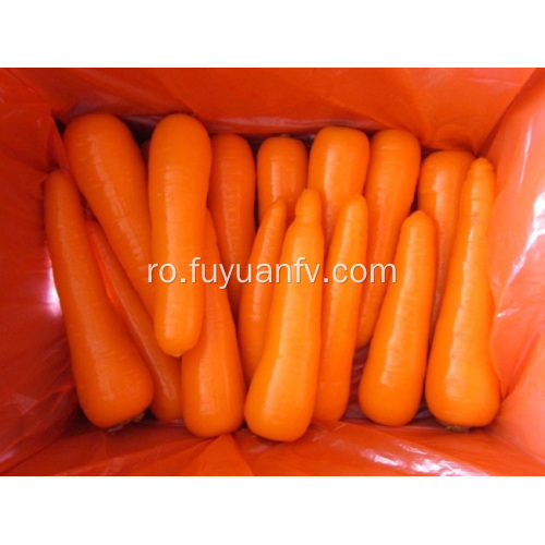 Delicios morcovi proaspeți 2019